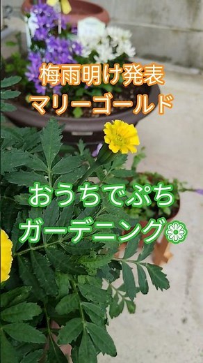 07/09 梅雨明け発表 つぼみがさらに開花するマリーゴールド おうちでぷちガーデニング