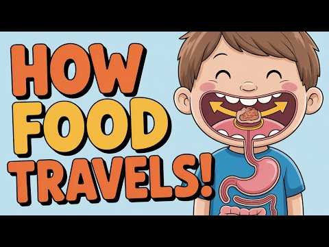 The Digestive System 🍎 | How Food Travels for Kids