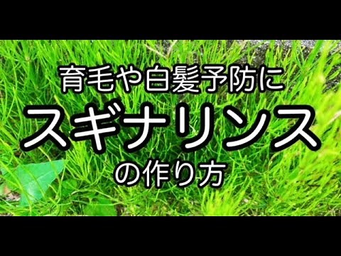 育毛や白髪予防に【スギナリンスの作り方】スギナの活用法 民間療法 [How to make suginarinse] For hair growth and gray hair prevention