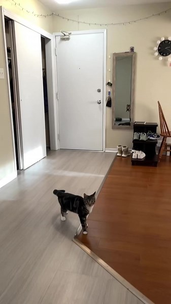 #cat #timmycat #timmy #predator #canada🇨🇦