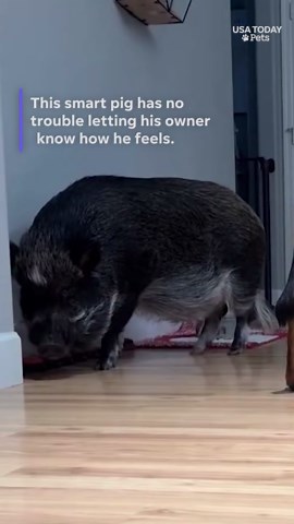 Merlin the talking pig charms with his button skills and personality