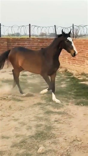 Horse Running Fast