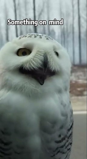 He Rescued An Owl From Wildfire. What It Led Him To Next#owl#wholesome #animals