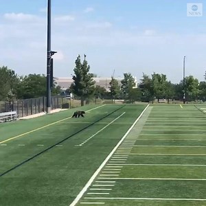 PUT ME IN COACH: A bear cub was ready to come off the bench as it was spotted frolicking around an empty football field in Colorado. https://abcn.ws/3fMjmEw | ABC News