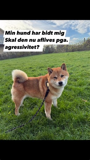 “Min hund har bidt mig - jeg overvejer at aflive den. Men jeg vil gerne have din vurdering, for han er jo ellers en god hund” Det var ordene fra denne hunds ejer. Hun kontaktede mig fordi, hun på en gåtur var gået forbi en anden hund. I det de går forbi vikler snorene sig ind, og de kommer til at stå tæt og går på hinanden. Ejeren fortæller “Det går så stærkt og jeg vil forsøge at klipse snoren af, så de kan komme fri, men idet jeg tager fat, bider min hund mig i hånden og går vredt på mig”. Vi