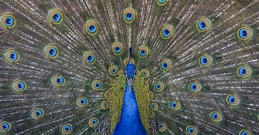 18 Easy Peacock Crafts and Activities For Kids - Cool Kids Crafts