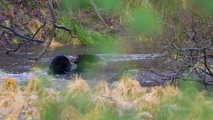 Wolverine Pictures - AZ Animals