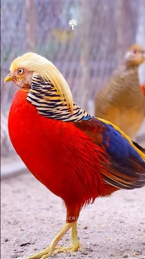 Golden Pheasant