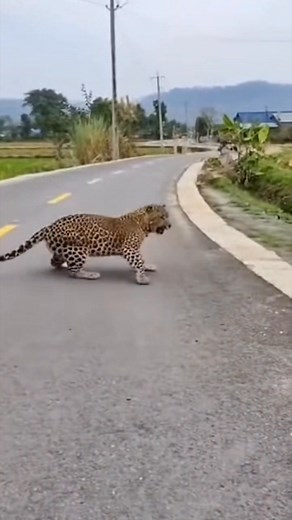 Leopard fight with monkey and cat #fblifestyle | Winter Flower