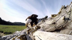 266K views · 6.4K reactions | Video of the Day: Matt Beedle set out...