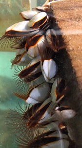 One of our educators found a 2x4 on the beach with these goose barnacles. They're currently on display in our Barnacle Tank. A native pelagic (open ocean) species found growing on driftwood and flotsam, rarely rocks, they'e named for their long flexible stalk that resembles a goose neck. Legends suggested that these barnacles became geese in the spring (prior to knowledge of geese nesting and migration). The spring tide we're experiencing, along with increased wave action from storms like Hurric