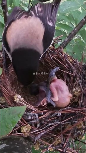 The shrike watched as the cuckoo pushed its child, but it wouldn't stop it伯劳鸟看着杜鹃鸟推自己的孩子，就是不会阻止