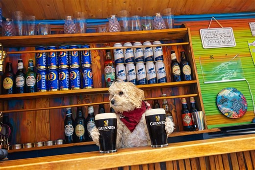 So welcome to my home tiki bar, I’m the land lady here, I’m an icon, do you like it?😎 . #homebar #home #bar #cavapoo #dog