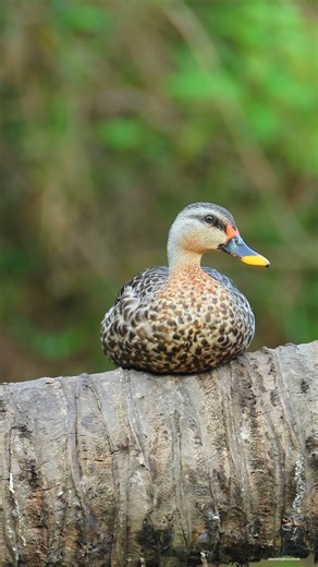 Indian spot-billed duck | 𝐍𝐚𝐭𝐮𝐫𝐞 𝐏𝐡𝐨𝐭𝐨𝐬 𝐁𝐨𝐨𝐤