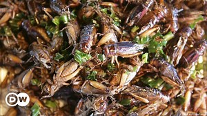 Cataloguing South Africa's edible insects – DW – 12/17/2020