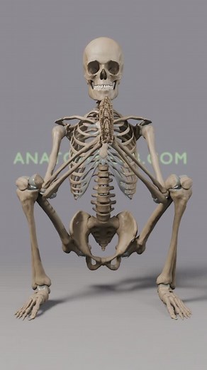 @theanatomy_lab | Body in a Variation of Squat Pose (Malasana) A detailed 3D rendering showcasing the stability and mobility of the skeletal structure in... | Instagram