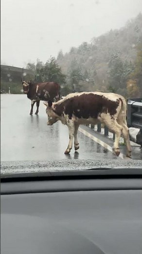 Cow struggles to jump over fence in Zhejiang Province, China