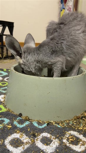 Here’s a commentary that fits the moment and the personality of Labooboo: Labooboo has discovered the food bowl. Not the food in the bowl… the entire bowl. Head in. Feet in. Full commitment. For a little macropod learning how the world works, sometimes the fastest way to figure things out is to climb right in and explore it. Messy? Yes. Effective? Also yes. Every day in care is a step closer to strength, independence, and eventually the wild. And for now… apparently dinner is best served from in