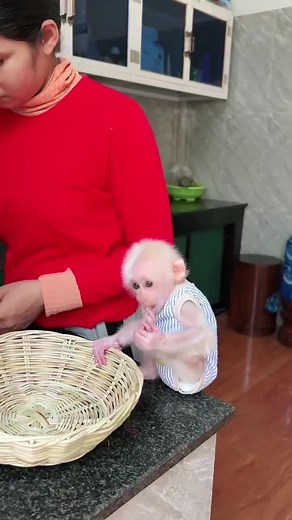 Mom Saves Adorable Baby Monkey from Falling