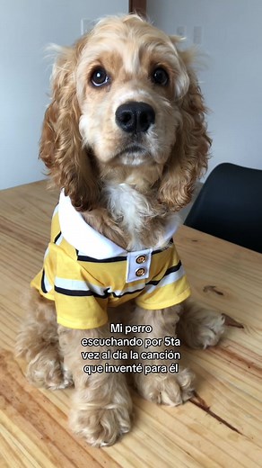 Mi perro escuchando la canción que inventé para él 😂😒