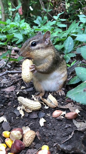 My oldest chipmunk and my heart Grandpa Mooshy, he is five years old #fyp #animals #animalsoftiktok #nature #chipmunks #mooshy
