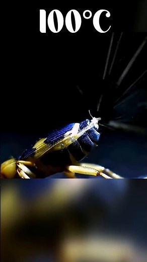 🪲🧪💣The Bombardier Beetle. A Living Chemical Weapon #FloraFauna