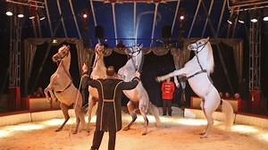 Circus Carelli in Miesbach: Mit gutem Zeugnis vom Amtstierarzt