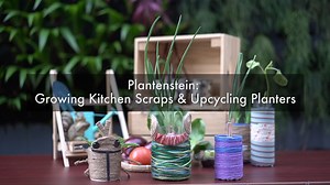 For another fun gardening project with your kids at home, try growing fruits and vegetables from leftover kitchen scraps! Upcycled household items can also be used to make attractive planter pots. :) As you spend more time at home, catch up on our range of from the Singapore Botanic Gardens Heritage Festival 2020 at https://go.gov.sg/yt-sbghf20. | Singapore Botanic Gardens
