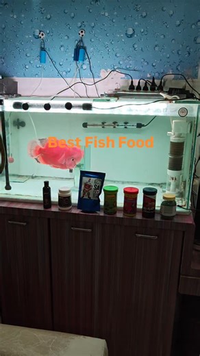 Elite SRM,FLOWERHORN & MONSTER FISHES Studio on Instagram: "Best Fish Food Flowerhorn Fish Food #fishfood #flowerhornfood #flowerhorn #aquarium #fyp"