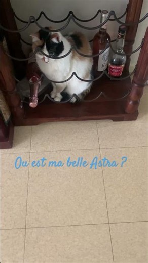 Où est Astra #cuteanimals #kitten #cutecat #pets #funny #love
