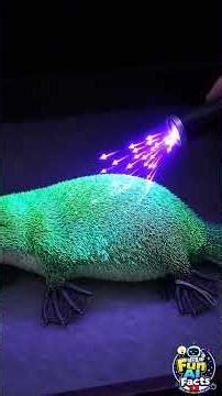 Platypuses GLOW blue-green under UV light — and we just found out 🦫✨