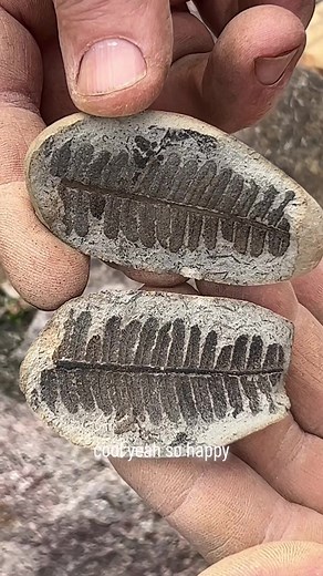 Identifying Fossils in Rocks: Tips and Techniques
