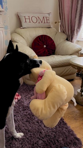 1.3K reactions · 21 shares | BARNEY FRIGHTENS THE ROCK! | Stephen Kelleher | Facebook