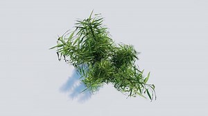 tree top view plant landscape architecture nature garden aerial render. trees branch isolate collection illustration environment green botany urban bush park. tree architecture conifer decorative.