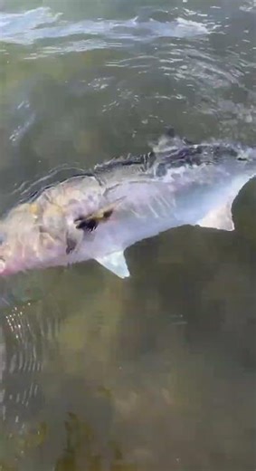 Spring run bluefish from the kayak