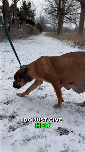 Walking Unlock Your Dog's Natural Instincts #dogshorts #boerboels