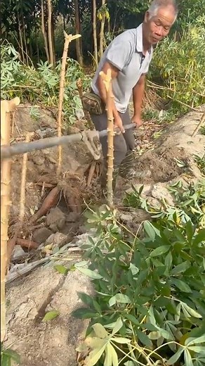 How to Harvest Cassava (Manihot) ​⁠‪@RomFarm‬