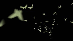 Moths Flying Stock Footage Video (100% Royalty-free) 1807121 | Shutterstock