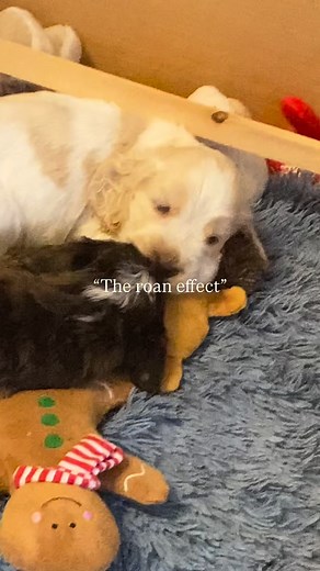 Instead of the “Australia effect” the roan spaniel effect they literally change colour 🙈 • • #cockerspaniel #cockerdream #cockerlove #funny #relatable #dogsofinstagram #trending #reelsinstagram #reels #explorepage #dogslife #dogfluencer #hike #puppiesofinstagram #dogstagram #cockerspanielsofinstagram #cockerspaniel_world #cockerspanielpuppygram #orangesableroan #roan | Tobysunbeam