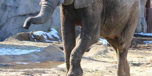 Kansas City Zoo African elephant recovers from life-threatening illness