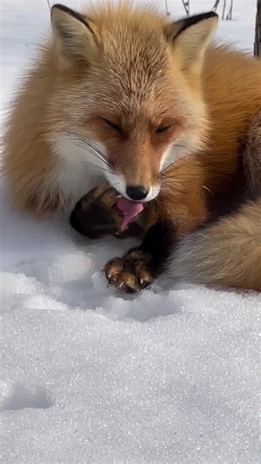Exploring the Beauty of Red Foxes in Japan
