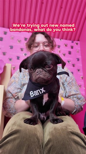 What do you think about the resident pug’s named bandanas in the pug cafe? Should we try different colours? Do they need them? Should we put these in all locations? Let us know in the comments.