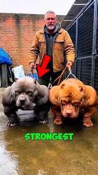 “Top 5 Strongest Dog Breeds Ever Recorded!” #dog #animals #shorts