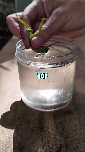 Creepy Parasite Infestation in Praying Mantis Revealed