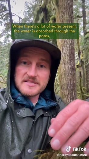 The Fascinating World of Moss in Forest Ecology