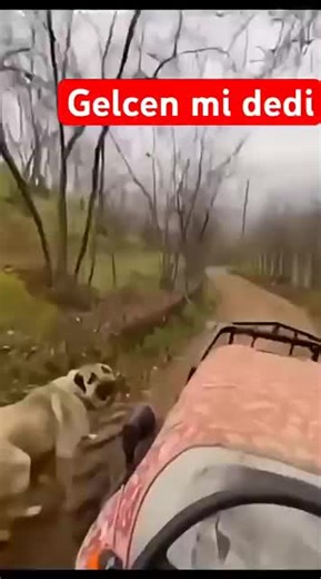 Understanding Dog Behavior for Pet Owners