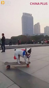253K views · 5.4K reactions | This bulldog is especially good at skateboarding. | China Plus Culture | Facebook