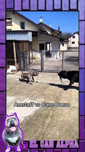 Amstaff vs Cane Corso #CaneCorso#EntrenamientoCanino #Perros#Shorts#DogTraining#PerrosFuertes