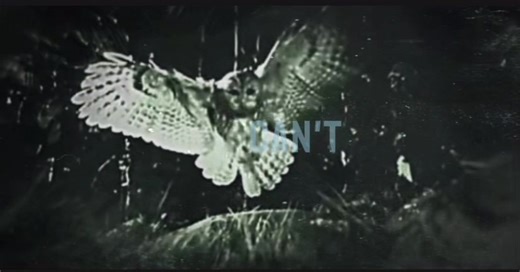 Risk by Deftones - Deep Dive into the Lyrics