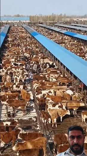 Modern Dairy Farming in China 🐄 | Amazing Milk Production Process#ChinaDairyFarming#DairyFarming